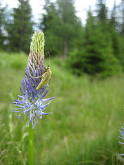 Teufelskralle, Käfer (Scheinbockkäfer?)