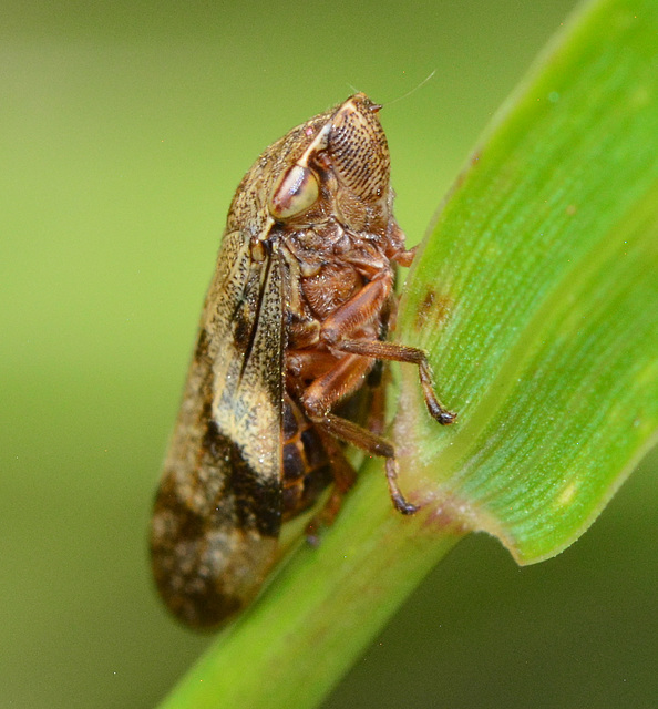 Alder Spittle Bug, Aphrophora alni