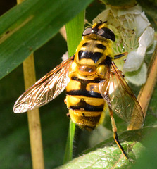 Hoverfly.Myathropa florea