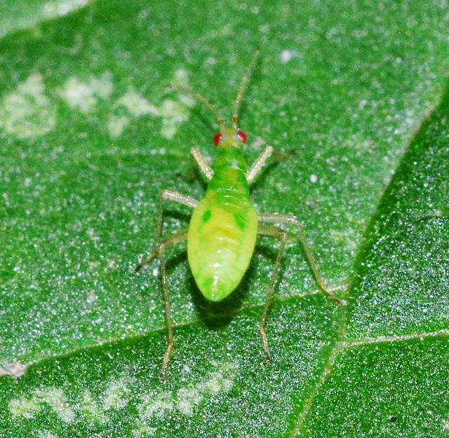 Nymph, Dicyphus species