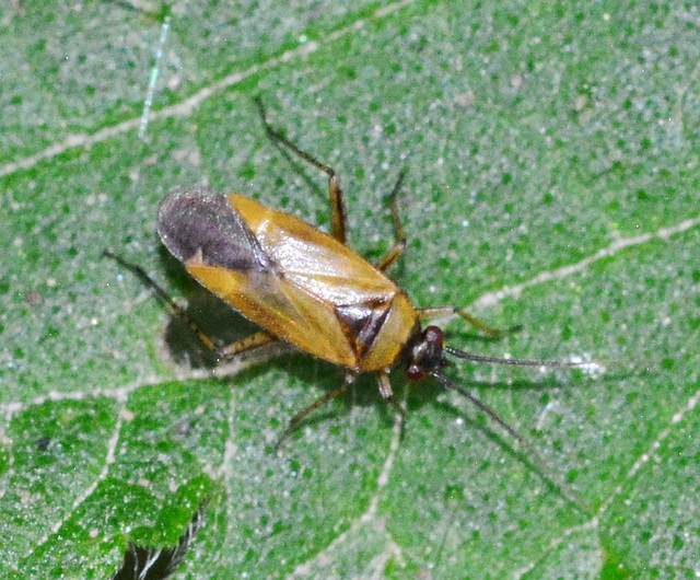 Bug. Plagiognasus arbustorum