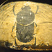 Museum of Antiquities – Scarabee on a mummy