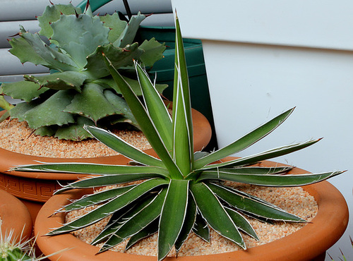 Agave filifera