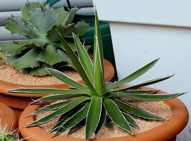 Agave filifera