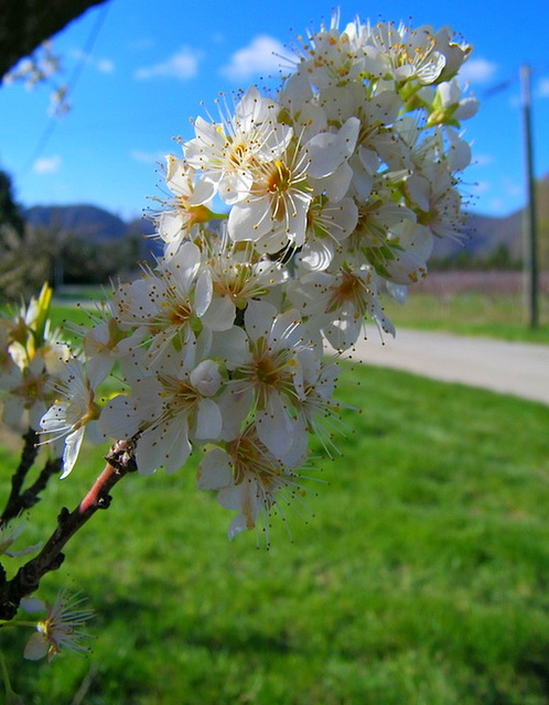 Fleurs d'arbre fruitier