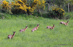 Roe deer Buck in flight