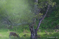 Buck feeling safe back in the Woods