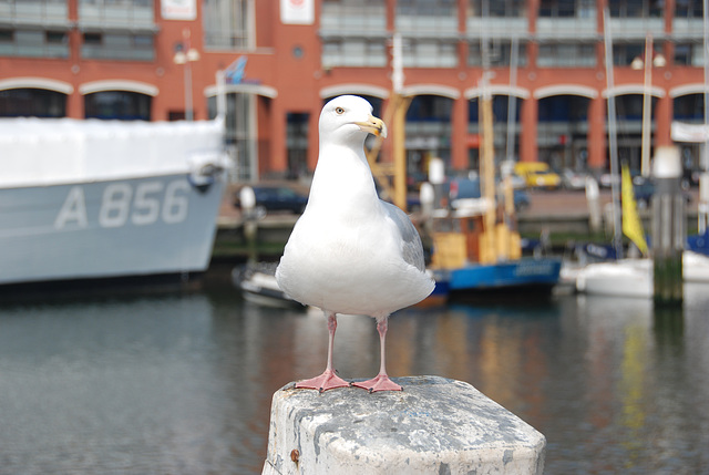 Seagull