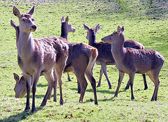 Deer herd near Barrowford, UK.