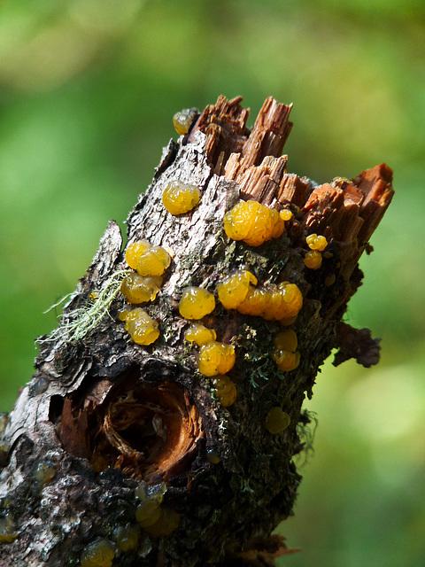 Jelly fungus