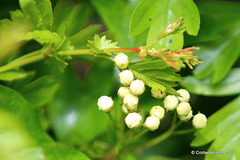 Hawthorn? Blackthorn? blossom finally!