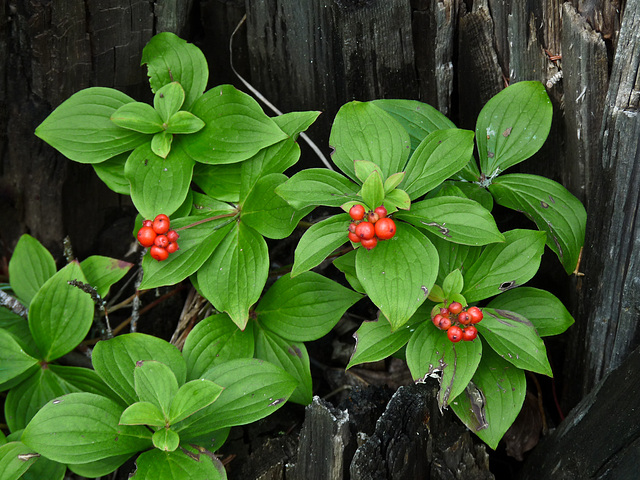 Bunchberry