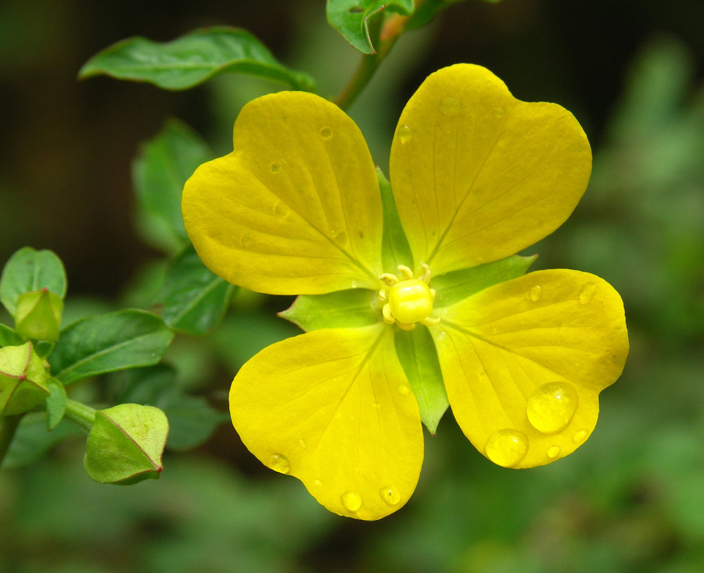 Ludwigia