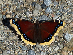 Mourning Cloak