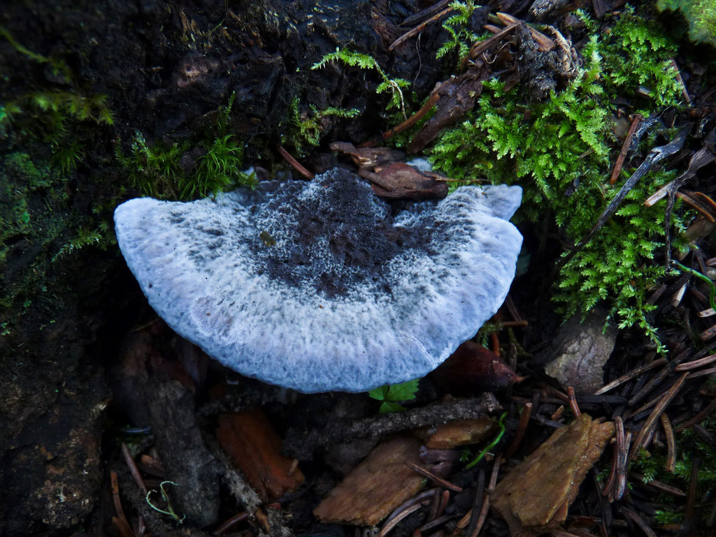 Blue in the forest