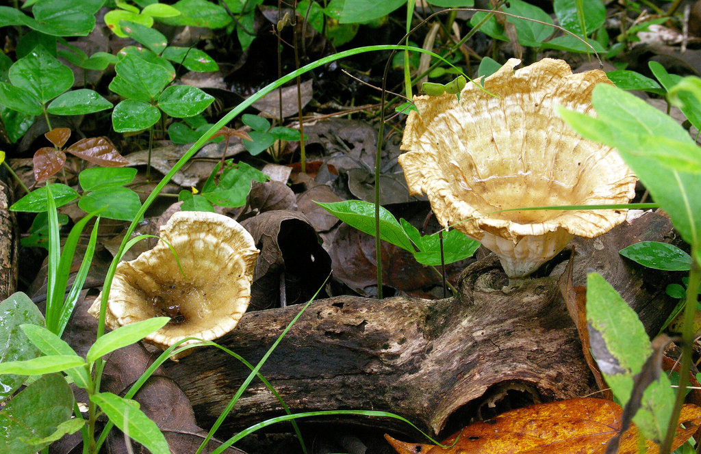 Cup fungi