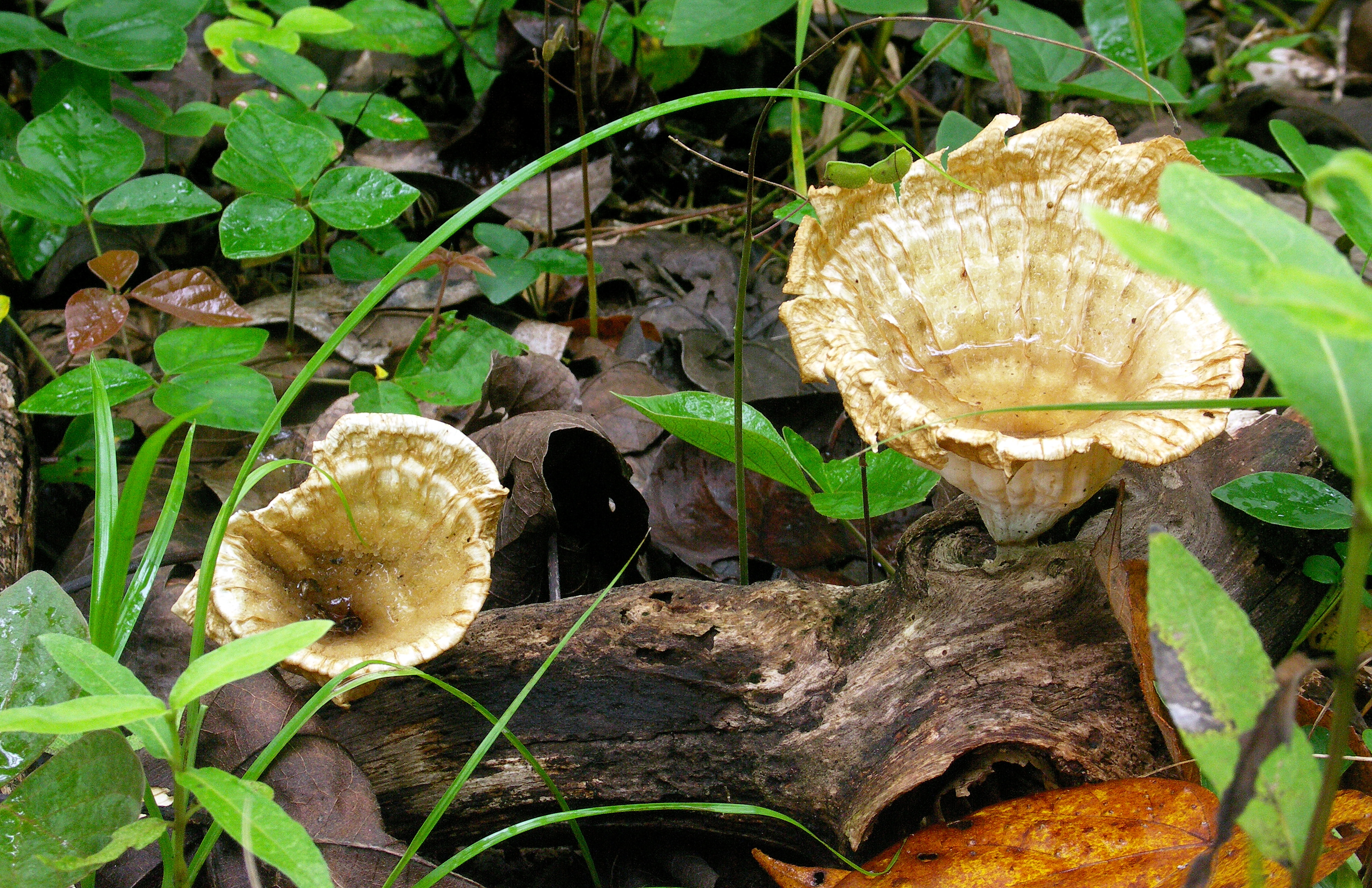 Cup fungi