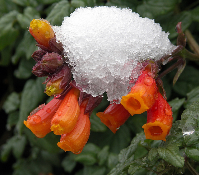 Chilean Glory of the Snow