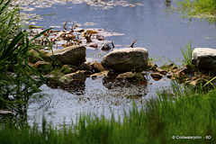 The Stepping stones to the island