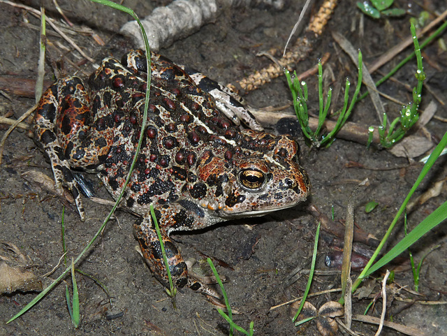 Western Toad