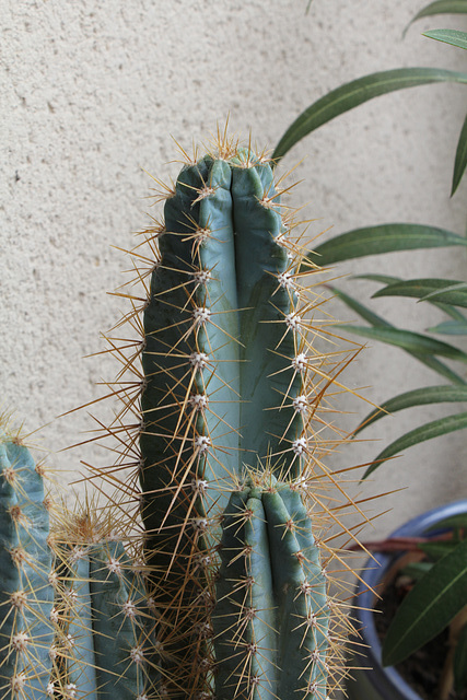 Cereus forbesii probable