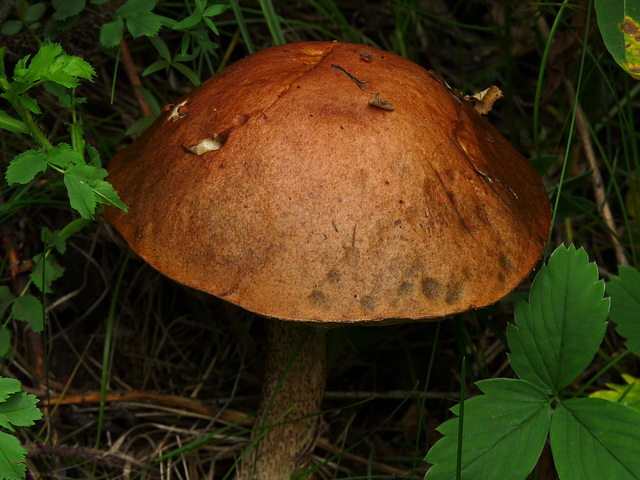 Bolete beauty