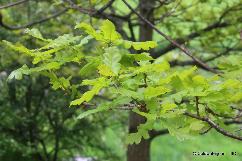Oak leaves finally appearing