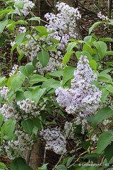 Lilac in Blossom