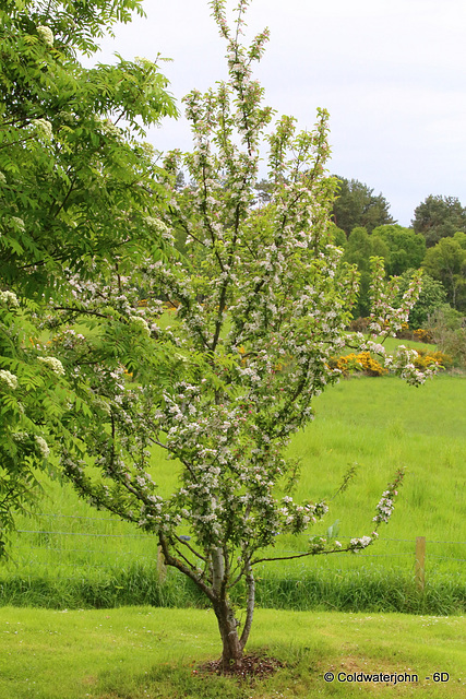 Crab Apple Tree Blossom