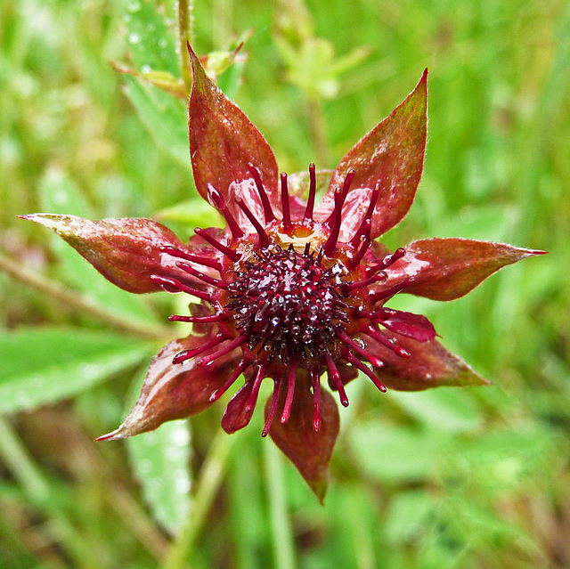 Marsh Cinquefoil