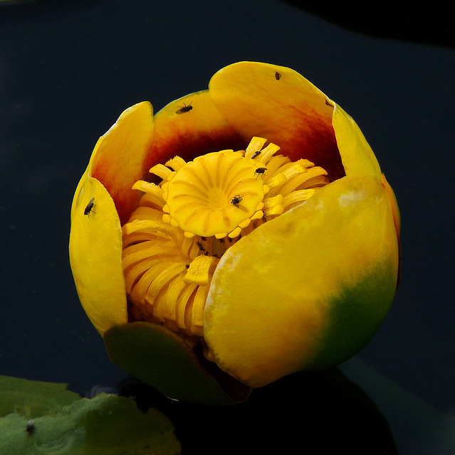 Yellow Pondlily