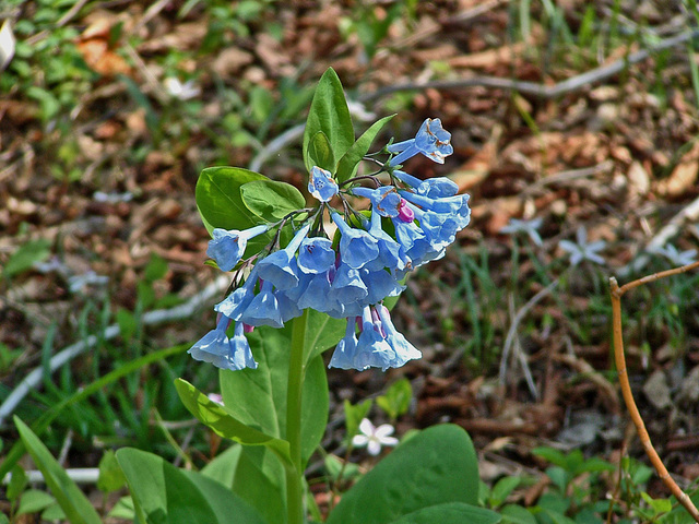 Virginia bluebells