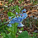 Virginia bluebells