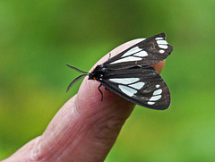 Police Car Moth