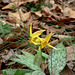 Trout-lily (Dog-tooth-violet)