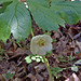 Mayapple flower