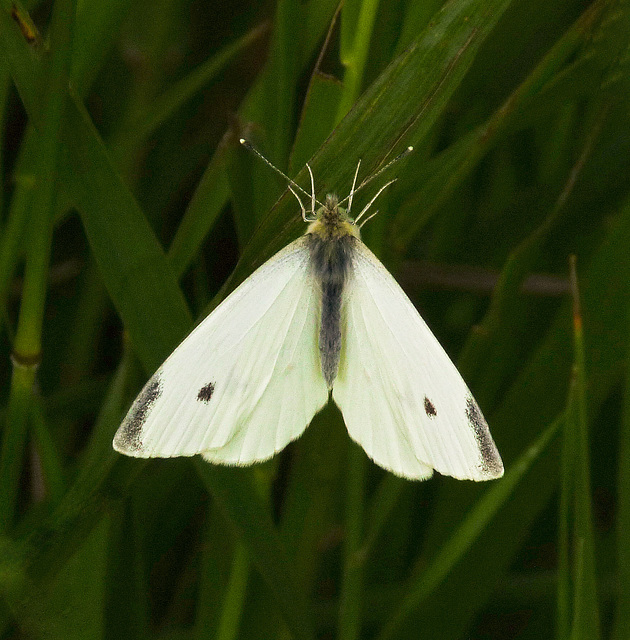 Cabbage White Butterfly