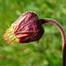 Purple Avens