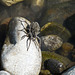 Spider carrying babies
