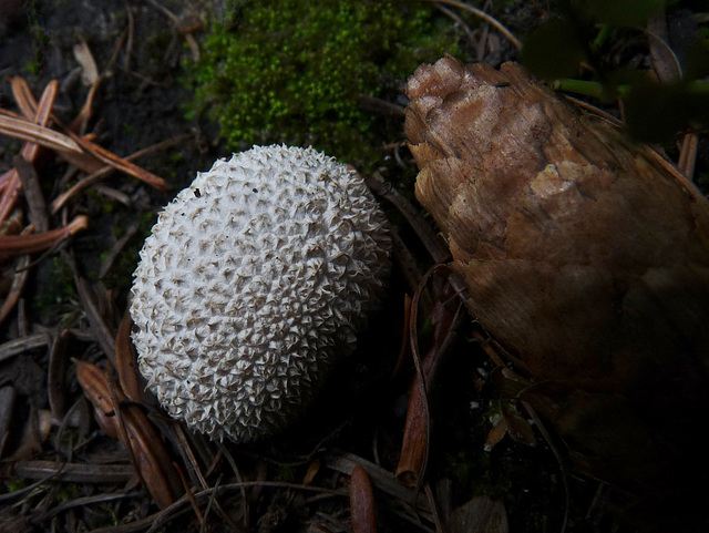 Little Puffball