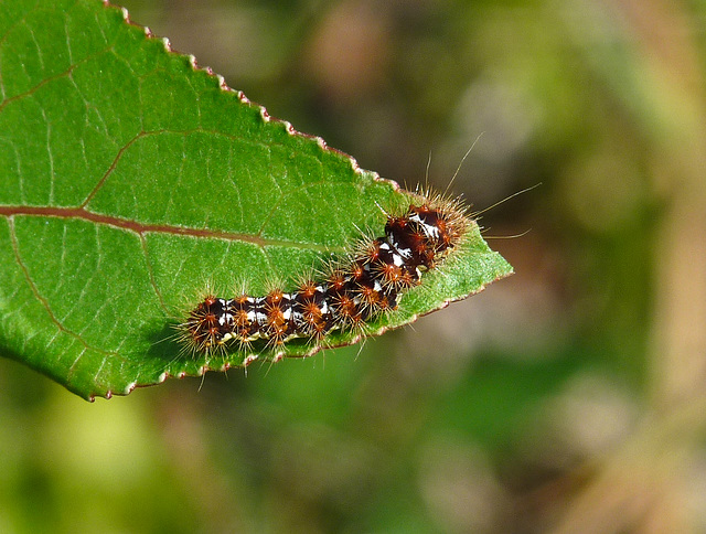 Unidentified caterpillar