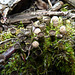 Bird's Nest fungus