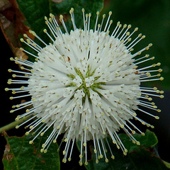 Buttonbush flower