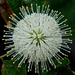 Buttonbush flower