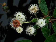 Buttonbush flower cluster