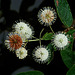 Buttonbush flower cluster