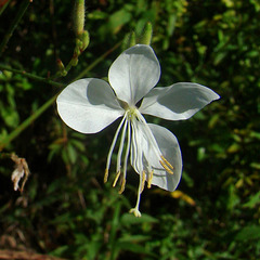 Gaura