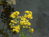 Yellow flowers