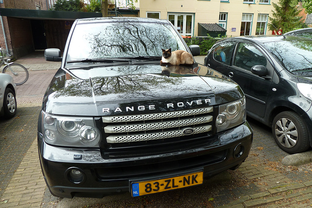 Siamese cat and his Range Rover