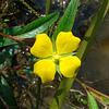 Primose willow